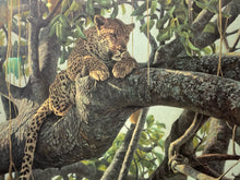 Robert Bateman Signed "Lepoard In A Sausage Tree" Limited Edition Lithograph