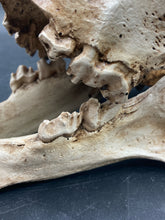 Faux Saber Tooth Tiger Skull