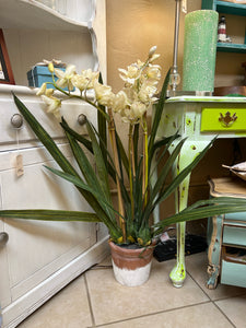 Large Potted Orchids