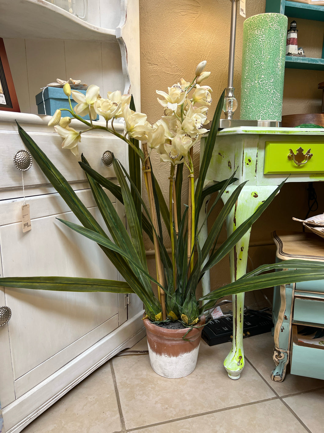 Large Potted Orchids