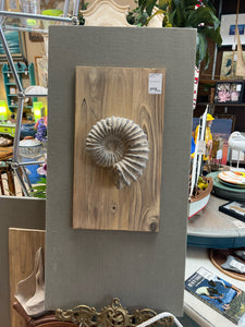 Large 3D Shell Wall Decor