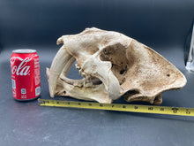 Faux Saber Tooth Tiger Skull