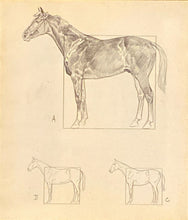 The Horse: His Gaits, Points, and Conformation | Paul Brown (1943, Charles Scribners Sons)