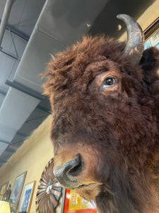 Taxidermy Buffalo Head From Montana