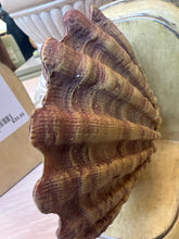 Shell Bookend