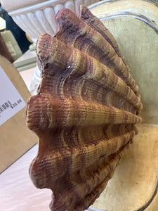 Shell Bookend