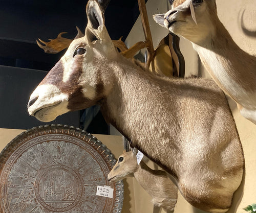 African Gemsbok Shoulder Mount