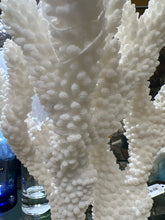Real White Maldive Coral on Base