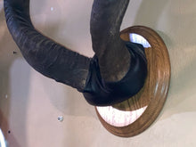 African Kudu Horns European Mount