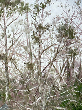 Tim Peterson Signed Limited Edition Deland Florida Giclee