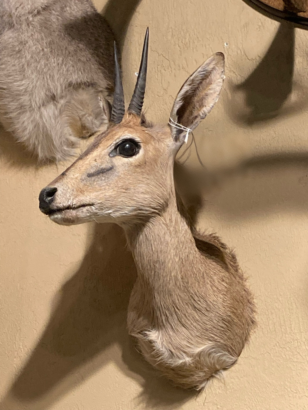 African Reedbuck Shoulder Mount