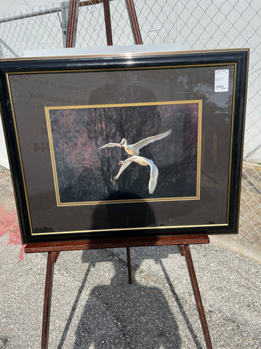 Black Framed Swan Photograph
