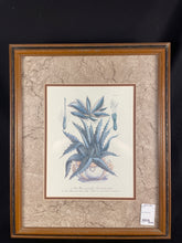 Aloe Folio Plant Print