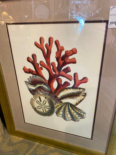 Gold Framed Sea Life Print