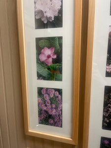 Glass Framed Photos Of Flowers