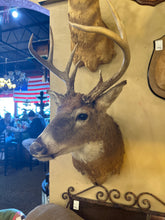 Deer Mount (Shot in Illinois)