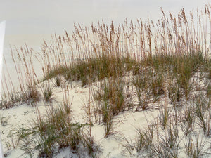 Patrick Whalen Sand Dunes at St. George Island Framed Photograph