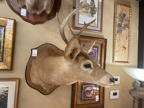 6 Point Deer Mount