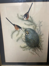 Mecistura Caudata (Long-Tailed Tit, Binomial Nomenclature) | John Gould (Birds of Great Britain 1862-1873 Series, Framed Lithograph)