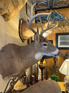 Deer Mount (Shot in Illinois)