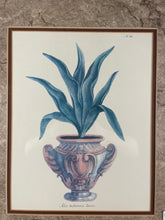 Aloe Tuberosa Levis Plant Print