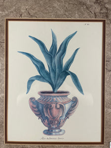 Aloe Tuberosa Levis Plant Print